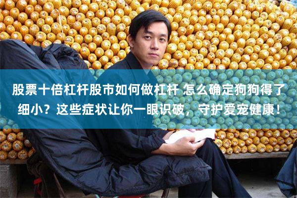 股票十倍杠杆股市如何做杠杆 怎么确定狗狗得了细小？这些症状让你一眼识破，守护爱宠健康！